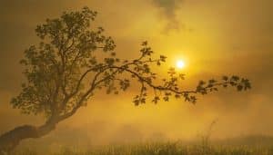 découvrez le classement 2026 des chanteuses les plus belles du monde avec des révélations exclusives et des portraits captivants.